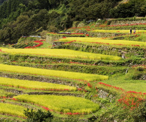 番所の棚田